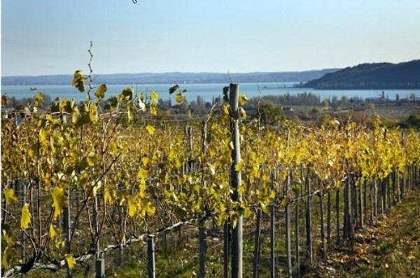 Koczor Winery & Guesthouse Balatonfüred Eksteriør billede