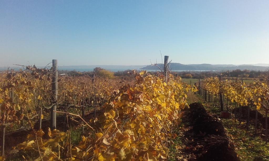 Koczor Winery & Guesthouse Balatonfüred Eksteriør billede